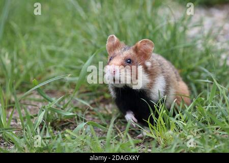 Gemeiner Hamster, Schwarzbauchhamster (Cricetus cricetus), auf einer Wiese sitzend, Österreich Stockfoto