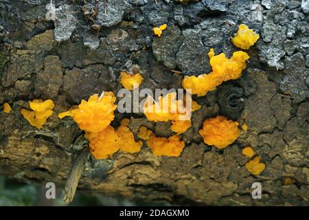 Gelbes Gehirn, Goldgeleepilz, Gelber Trembler, Hexenbutter (Tremella mesenterica, Tremella lutescens), Gruppe auf totem Baum, Kanada, Ontario, Stockfoto