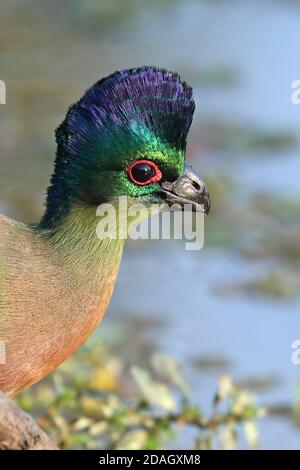 Purpurcrested turaco, Violet-Crested turaco, Purpurcrested lourie (Musophaga porphyreolopha, Tauraco porphyreolophus, Gallirex porphyreolophus), Stockfoto