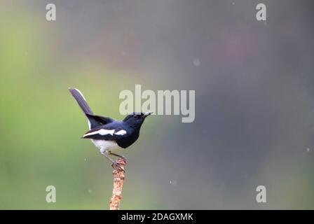 Orientalischer Magpie-Robin, Elster-Rotkehlchen (Copsychus saularis), männlicher Barsch auf einem Ast, Indien Stockfoto