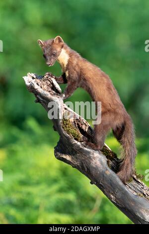 Europäischer Fichtenmarder, baum-Marder, süßer Marder, europäischer Marder, Fichtenmarder (Martes martes), stehend auf einem toten zerbrochenen Stamm, Italien, Kampanien Stockfoto