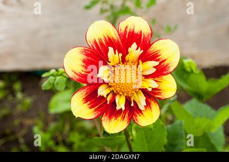 Nahaufnahme von Dahlia Danum Fackel eine collerette dahlia das Hat rote und gelbe Blüten im Sommer und Herbst Tuberöse Pflanze, die sommergrün und halb winterhart ist Stockfoto