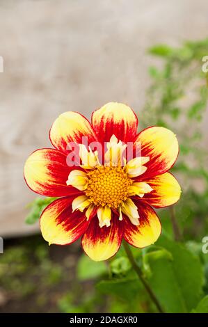 Nahaufnahme von Dahlia Danum Fackel eine collerette dahlia das Hat rote und gelbe Blüten im Sommer und Herbst Tuberöse Pflanze, die sommergrün und halb winterhart ist Stockfoto