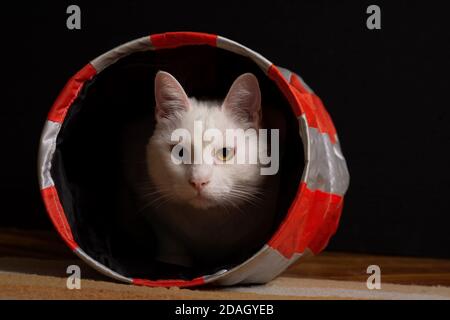Schöne weiße Hauskatze mit Heterochromie iridum lauert aus der Tiefe eines Katzentunnels. Stockfoto