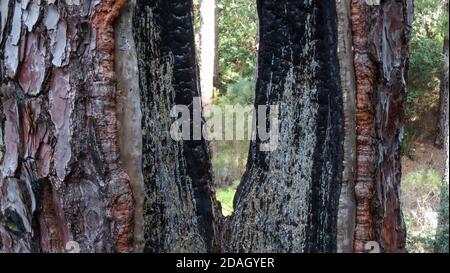 Verbrannte Kiefer mit erneuter Rinde Stockfoto