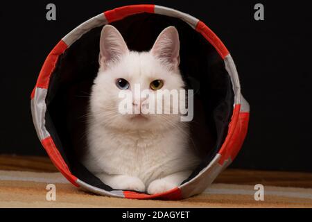 Weiße Katze mit Heterochromie iridum liegt in der Katze Tunnel und Blick auf die Kamera Stockfoto