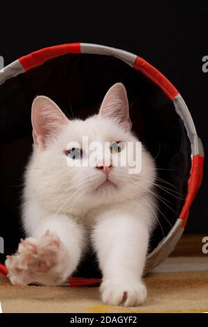 Weiße Katze liegt in einem Katzentunnel und streckt ihre Pfote aus. Stockfoto