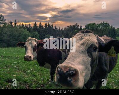 Neugierige Kuh bei Sonnenuntergang auf einer frischen grünen Wiese Stockfoto