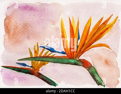 Darstellung von bunten strelitzia Blumen in beigem Hintergrund. Aquarellmalerei. Stockfoto