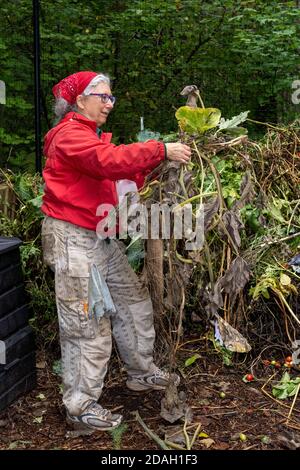 Issaquah, Washington, USA. Frau wirft Ende der Saison Squash Reben auf den Kompost Haufen. Stockfoto