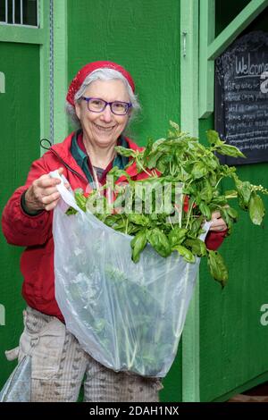 Issaquah, Washington, USA. Frau mit einem Beutel frisch geerntetem Genueser Basilikum. Sie steht vor einem Schuppen einer Gemeinde gard Stockfoto