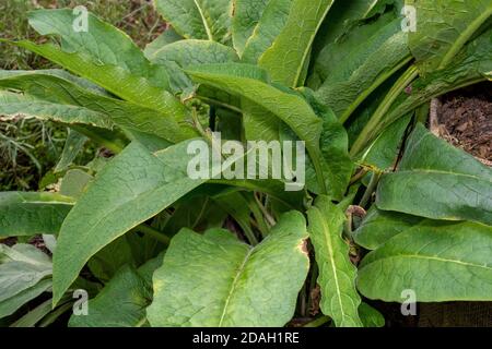 Issaquah, Washington, USA. Beinwell Pflanze, auch bekannt als Knitbone für seinen Ruf für die Heilung gebrochener Knochen und viele andere Beschwerden. Stockfoto