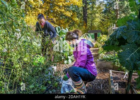 Issaquah, Washington, USA. Frauen ernten Tomatillos in einem Gemeinschaftsgarten. Stockfoto