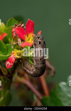 Raupe der Art Spodoptera cosmioides, die die Blume frisst Die Pflanze Flaming Katy der Art Kalanchoe blossfeldiana Stockfoto