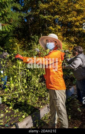 Issaquah, Washington, USA. Frauen ernten Tomatillos in einem Gemeinschaftsgarten. Stockfoto