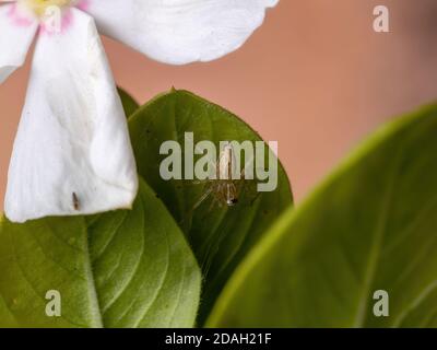 Kleine Luchsspinne der Gattung Oxyopes in einem Madagaskar Periwinkle Pflanze der Art Catharanthus roseus Stockfoto