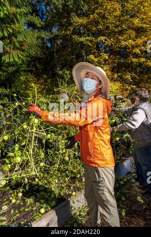 Issaquah, Washington, USA. Frauen ernten Tomatillos in einem Gemeinschaftsgarten. Stockfoto