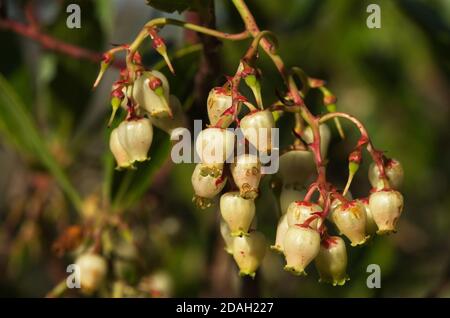 Erdbeerbaum (Arbutus unedo) hell gefärbt und glockenartige Blumen hängen auf einem kleinen Zweig vor einem natürlichen Hintergrund. Parque Natural da Arrabida, Stockfoto