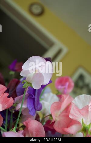 Süße Erbsenblüten (Lathyrus odoratus) in Pastellfarben: Rosa, Weiß und Blau. Innenraum des Hauses (Zimmer) im Hintergrund: Klar geschnittene Blume Stockfoto