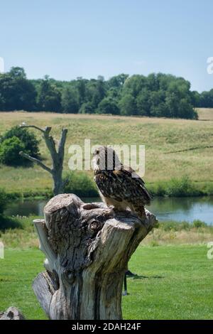 Eine eurasische Adlereule (Bubo bubo) schaut weg von der Kamera. Stehend auf einem hölzernen Baumstumpf, Blick über Bäume, Felder, Wald und Wasser in Th Stockfoto