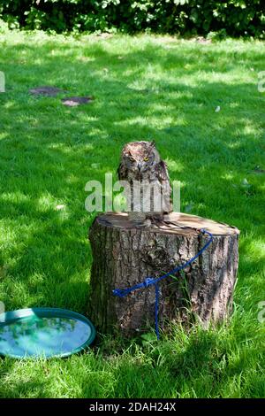 Eine sehr wütende Eurasische Adlereule (Bubo bubo) mit leuchtend orange/gelben Augen, die auf die Kamera starren. Auf einem Holzstumpf in einem grasbewachsenen Feld sitzend Stockfoto