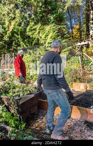 Issaquah, Washington, USA. Mann zieht eine Schubkarre von Pflanzen zu einem Komposthaufen in einem Gemeinschaftsgarten. Stockfoto