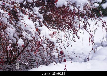 Bedeckt mit Schnee, Trauben von roten Beeren eines Cotoneaster horizontalis Decne, Winter Hintergrund. Stockfoto