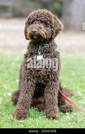 Schokolade braun Labradoodle männlichen Welpen sitzen und suchen einen Weg Stockfoto