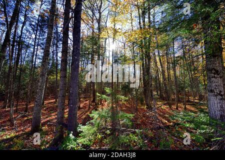 Lawson, Michigan, USA. Die Nachmittagssonne filterte durch einen Wald von Bäumen in der Nähe von Lawson, Michigan. Stockfoto