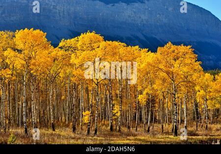 Ein Stand von Aspen Bäumen mit ihren Blättern in wunderschönen Herbstfarben im Jasper National Park Alberta Kanada. Stockfoto