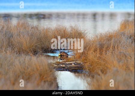Ein wilder Biber 'Castor canadensis', der einen Baumzweig durch einen Kanal zwischen den Herbstgräsern zu seinem Biberteich zieht. Stockfoto