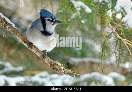 Ein östlicher Blauhäher, Cyanocitta cristata, thront auf einem schneebedeckten Fichtenzweig im ländlichen Alberta Kanada Stockfoto