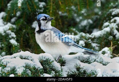 Ein östlicher Blauhäher, Cyanocitta cristata, thront auf einem schneebedeckten Fichtenzweig im ländlichen Alberta Kanada Stockfoto