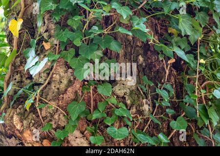 Nahaufnahme der von Lianen bedeckten Baumstämme im nebligen Wald. Junge Dschungelpflanze gegen alte Baumrinde Stockfoto