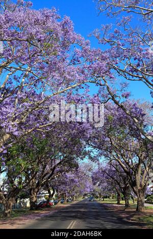 Jacaranda Avenue, mit jacaranda Bäume, Jacaranda mimosifolia in Blume bilden ein Baldachin über der Straße. Grafton, NSW, Australien Stockfoto