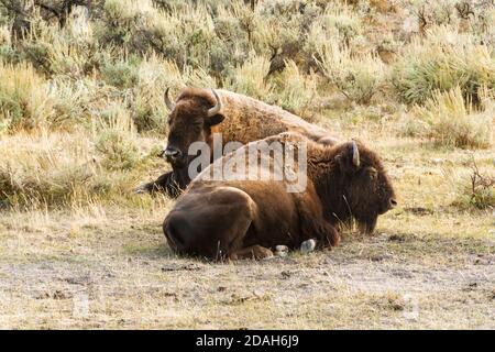 Nahaufnahme von zwei Bisons (Büffel) in einem Grasfeld im Yellowstone National Park. Stockfoto
