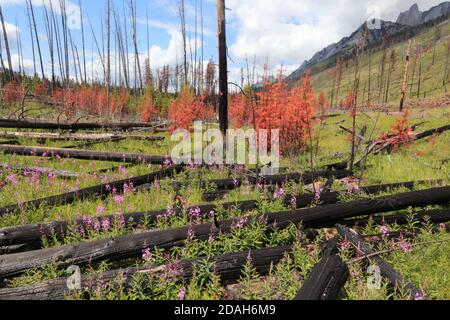 Hanglage mit Fireweed Stockfoto