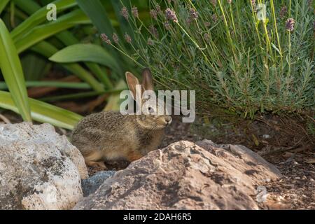 Wildes Kaninchen (Oryctolagus cuniculus) auf einem Feld Stockfoto