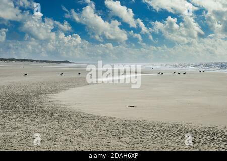 Sandstrand mit malerischer Wolkenlandschaft und Silhouetten von Möwen, die an der Küste spazieren. Extrem lange Aufnahme. Stockfoto