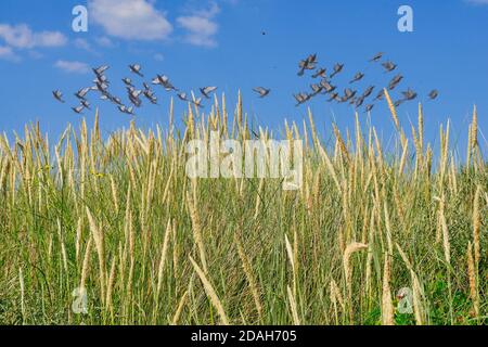 Tauben fliegen über das Feld von Marram Gras Zweige. Low-Angle-Ansicht. Stockfoto