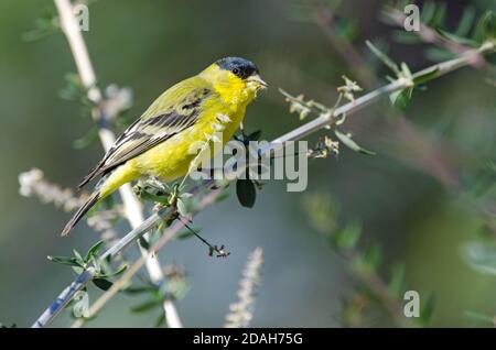 Weniger Stieglitz (Spinus psaltria) Stockfoto