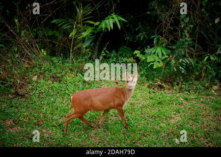 Bellende Hirsche im khao yai Nationalpark thailand Stockfoto