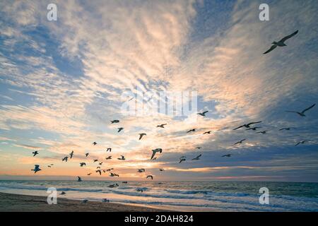 Rosa Sonnenuntergang am Strand und Silhouette der fliegenden Vögel Mit bunt bewölktem Himmel auf dem Hintergrund Stockfoto