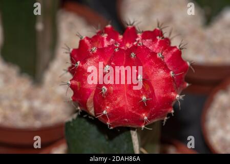 Schöne bunte Gymnocalycium mihanovichii gepfropft Kaktus Kaktus auf Topf im Garten. Runde Kaktus rot Stockfoto