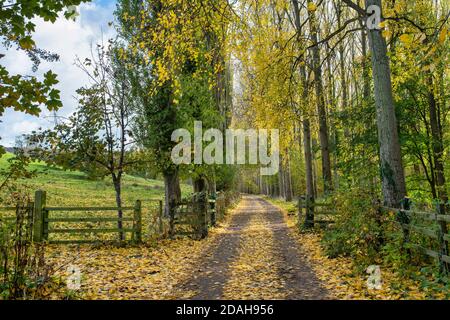 Von Herbstbäumen gesäumte Farm Track in den cotswolds. Broadway, Worcestershire, England Stockfoto