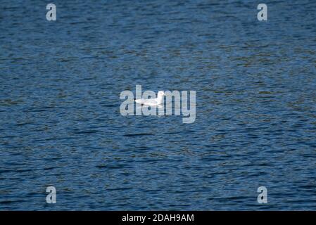 Möwe Schwimmen in einem See Stockfoto