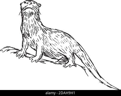 Illustration Vektor handgezeichnete Skizze von African Clawless Otter isoliert Auf weißem Hintergrund Stock Vektor