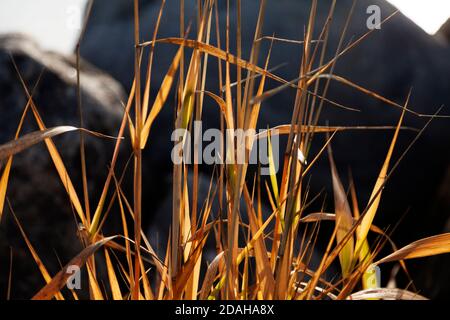 Im Vordergrund das Schilf am Strand und im Hintergrund die Felsen Stockfoto