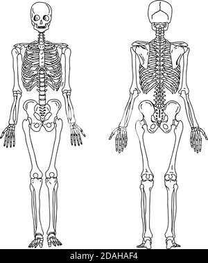 Illustration Vektor Hand zeichnen Kritzeleien des menschlichen Skeletts aus der hinteren und vorderen Ansicht, Anatomie des menschlichen knöchernen Systems Stock Vektor