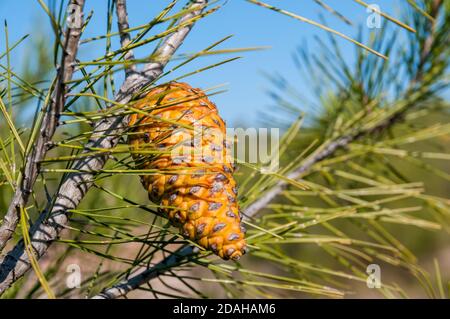 Pinecone aus Pinus halepensis, Aleppo-Kiefer, Katalonien, Spanien Stockfoto